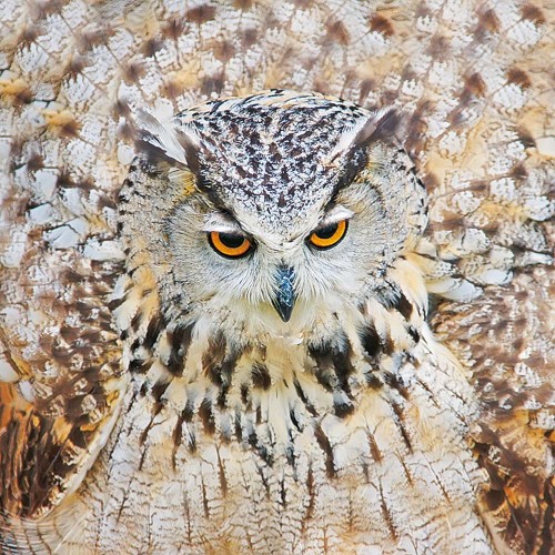 magic-owls-calendar
