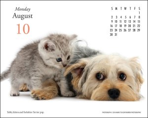 pet-desk-calendar-kitten-puppy